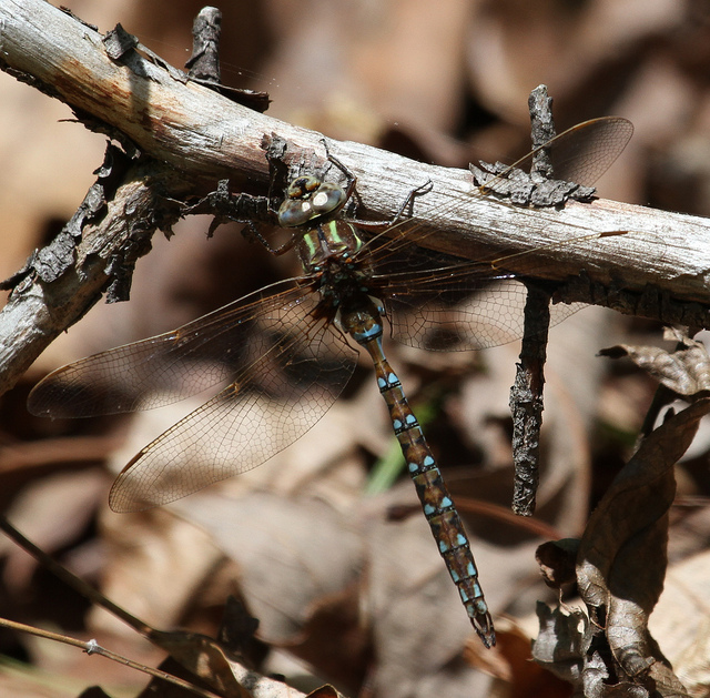 About Springtime Darner - Maryland Biodiversity Project